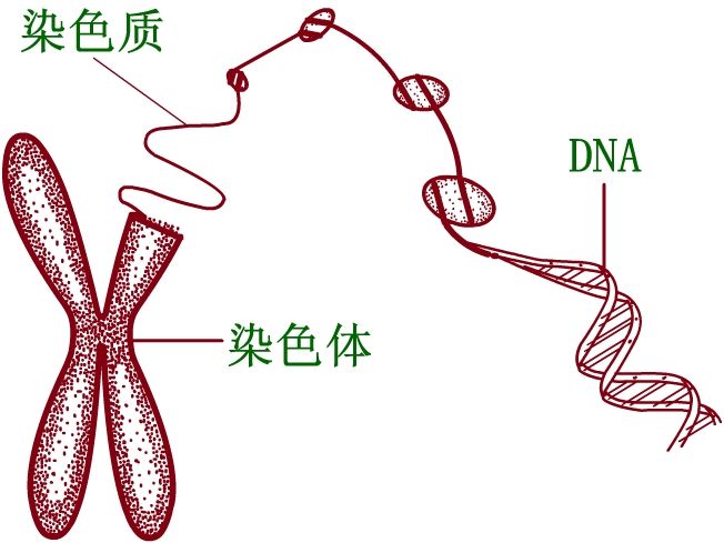 基因与染色体 遗传基因 特殊人群辅助生育津贴计划