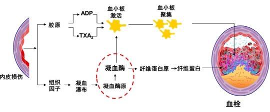 遗传与血友病