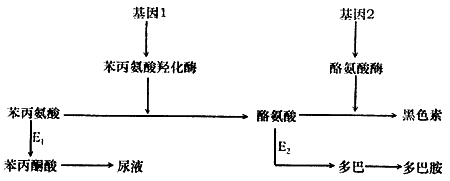 苯丙氨酸羟化酶