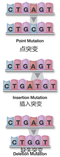 基因突变概述