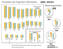 非整倍体的诊断模式