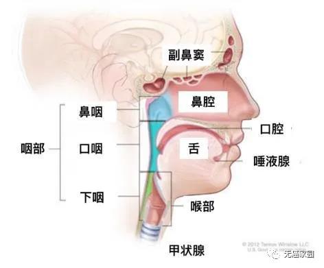 头颈部肿瘤示意图