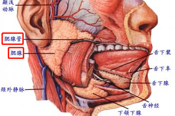 副腮腺位置示意图图片