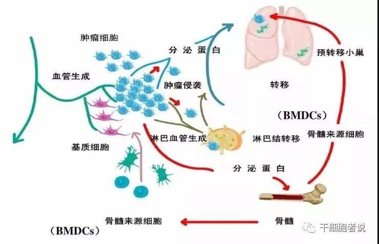 10张美图，窥探 肿瘤微环境 的内部世界