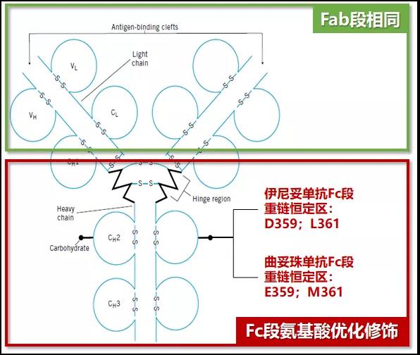 图卡替尼 伊尼妥单抗  一文讲全最新 HER2 阳性乳腺癌靶向药