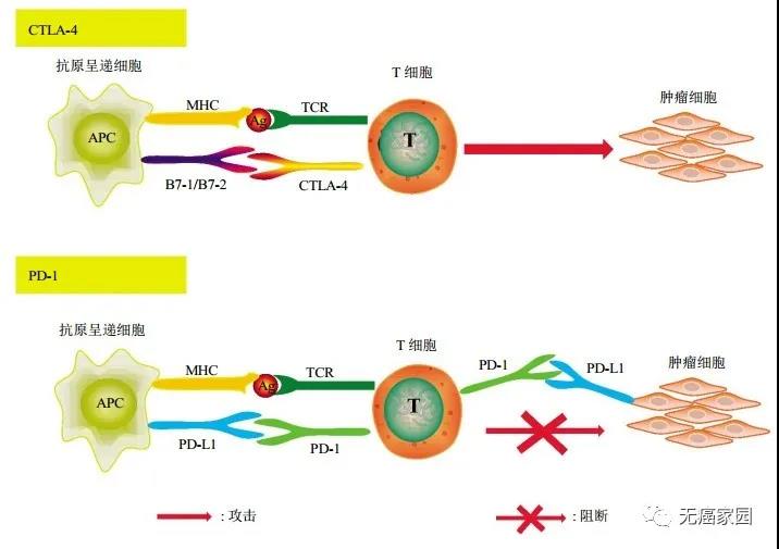 打破15年僵局，“O药”+“Y药”跻身一线治疗恶性胸膜间皮瘤