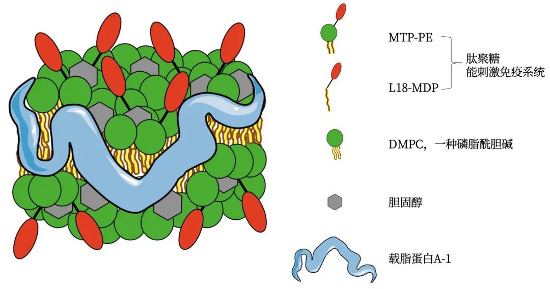 肿瘤微环境不利于治疗？纳米分子来纠正