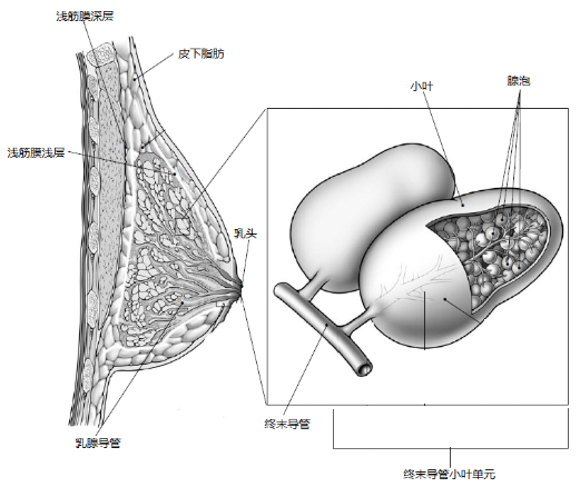 复查健侧4A！？是复发了吗？