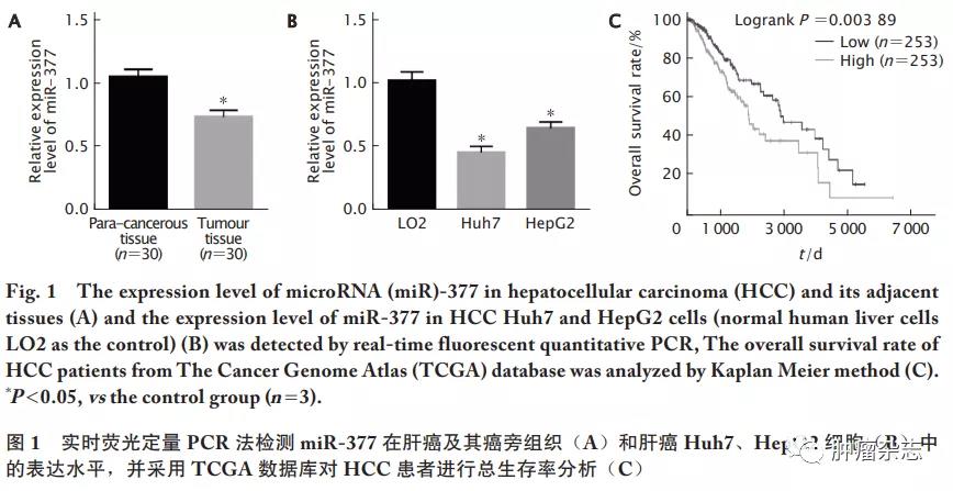 微 RNA-377 过表达下调 SIRT1 的表达水平并促进肝癌细胞对索拉菲尼的敏感性