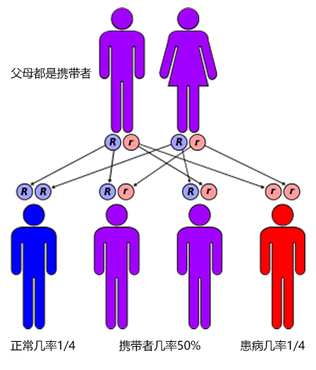 甲基丙二酸血症(MAA)与三代试管婴儿