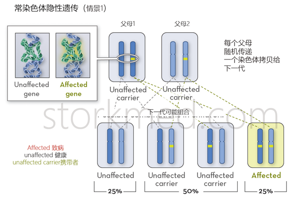 常染色体隐性遗传