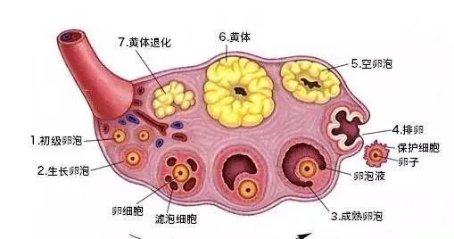 卵泡发育