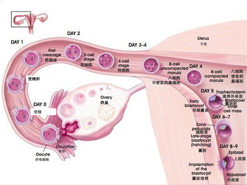 胚胎放入子宫游走图片