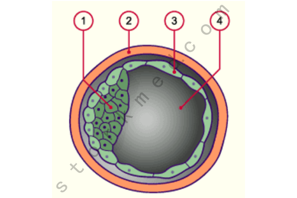 囊胚内部示意图